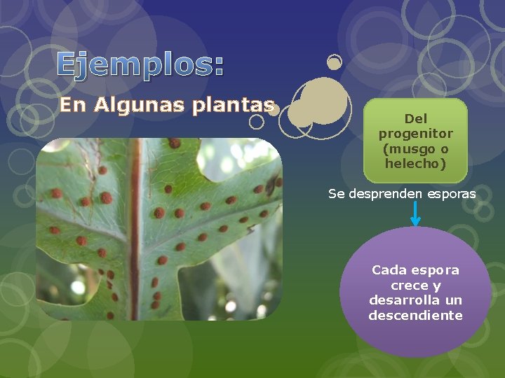 Ejemplos: En Algunas plantas Del progenitor (musgo o helecho) Se desprenden esporas Cada espora