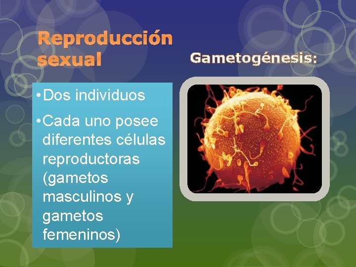 Reproducción sexual • Dos individuos • Cada uno posee diferentes células reproductoras (gametos masculinos