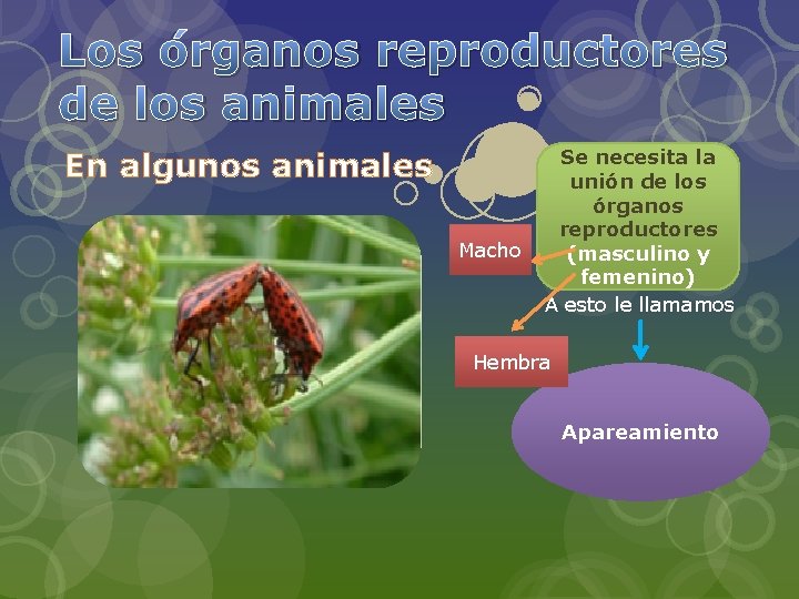 Los órganos reproductores de los animales En algunos animales Macho Se necesita la unión