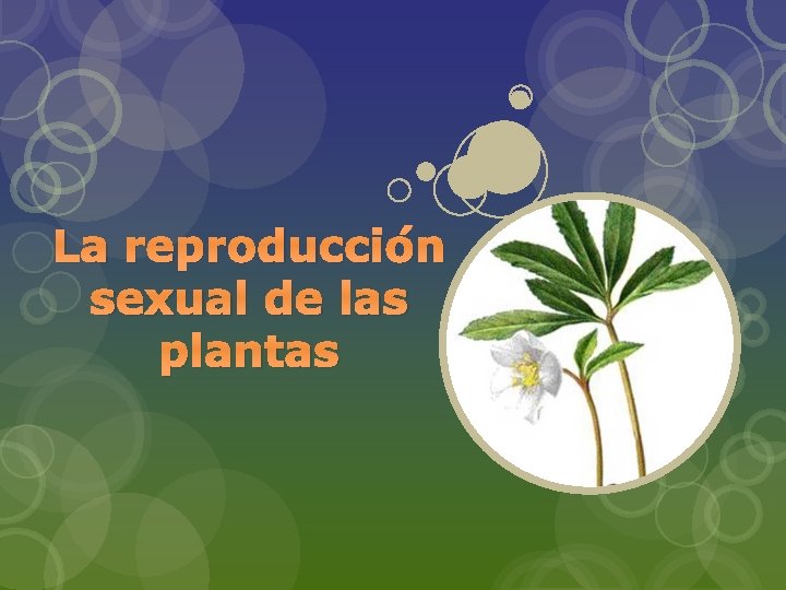 La reproducción sexual de las plantas 
