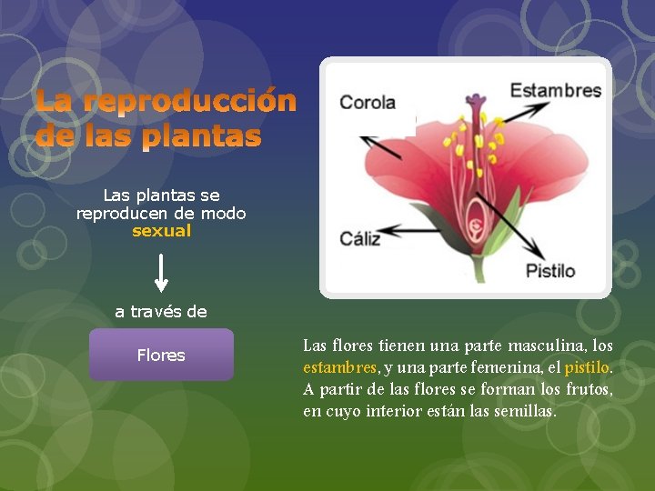 Las plantas se reproducen de modo sexual a través de Flores Las flores tienen
