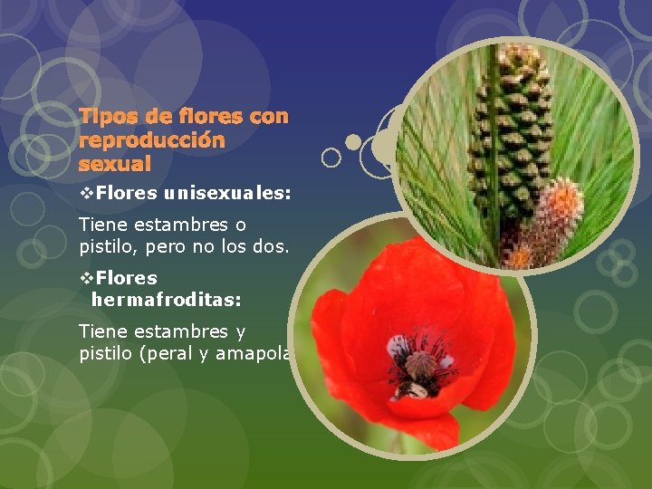 Tipos de flores con reproducción sexual v. Flores unisexuales: Tiene estambres o pistilo, pero