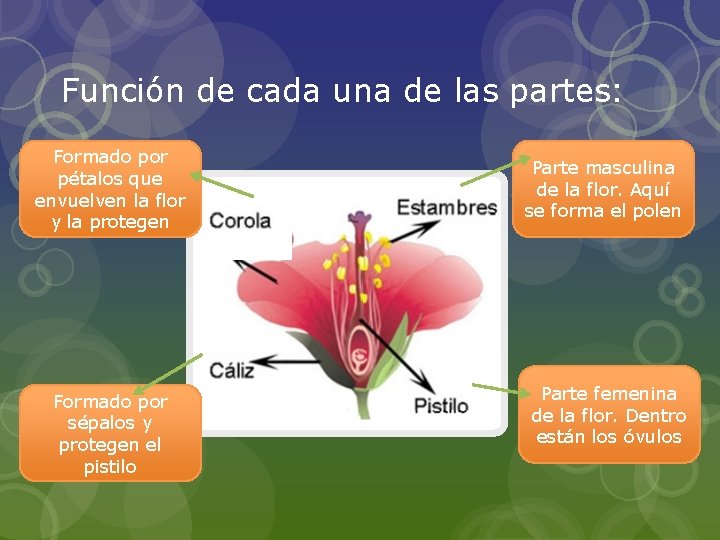 Función de cada una de las partes: Formado por pétalos que envuelven la flor