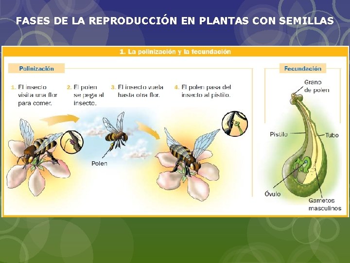 FASES DE LA REPRODUCCIÓN EN PLANTAS CON SEMILLAS 