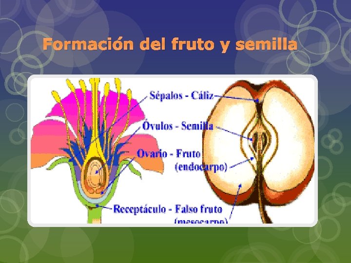 Formación del fruto y semilla 