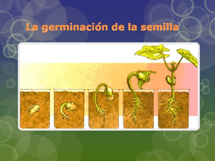 La germinación de la semilla 