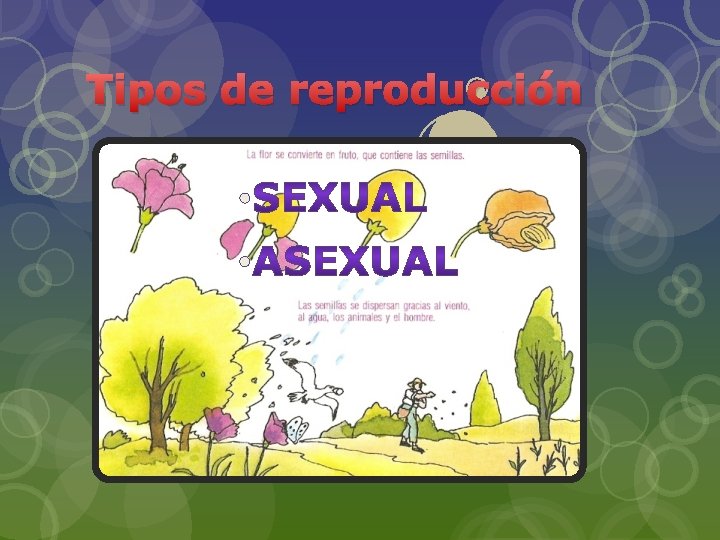 Tipos de reproducción • • 