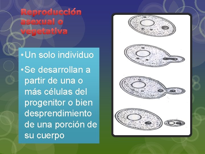 Reproducción asexual o vegetativa • Un solo individuo • Se desarrollan a partir de