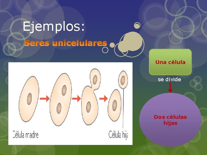 Ejemplos: Una célula se divide Dos células hijas 
