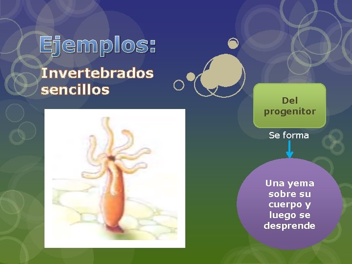 Ejemplos: Invertebrados sencillos Del progenitor Se forma Una yema sobre su cuerpo y luego