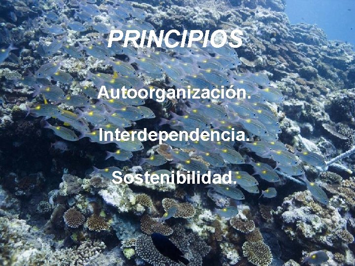 PRINCIPIOS Autoorganización. Interdependencia. Sostenibilidad. 