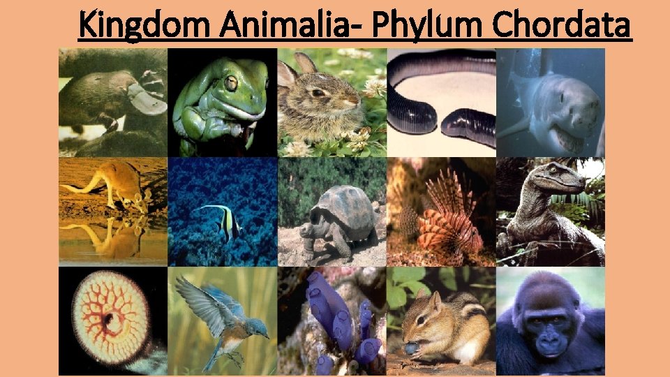 Kingdom Animalia- Phylum Chordata 