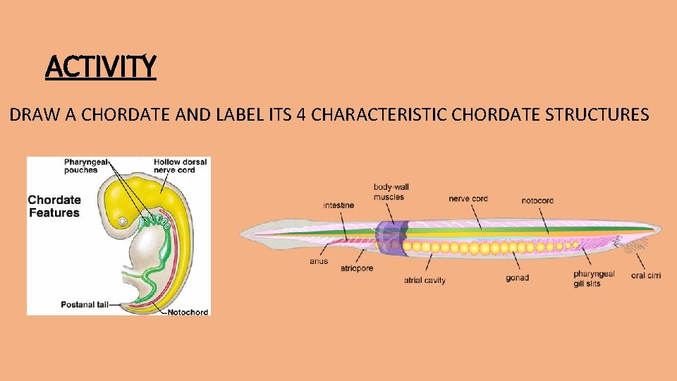 ACTIVITY DRAW A CHORDATE AND LABEL ITS 4 CHARACTERISTIC CHORDATE STRUCTURES 