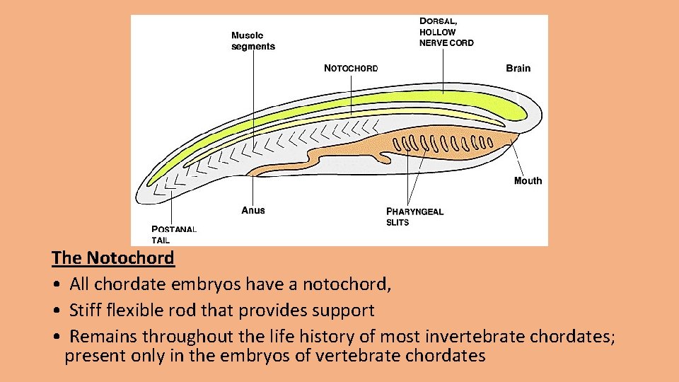 The Notochord • All chordate embryos have a notochord, • Stiff flexible rod that
