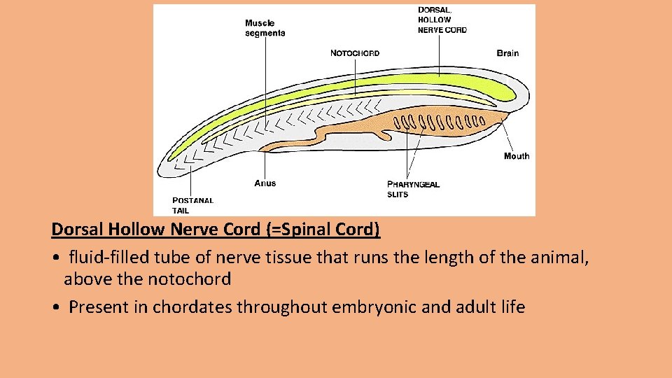 Dorsal Hollow Nerve Cord (=Spinal Cord) • fluid-filled tube of nerve tissue that runs