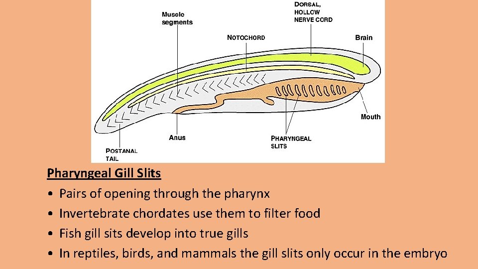 Pharyngeal Gill Slits • Pairs of opening through the pharynx • Invertebrate chordates use