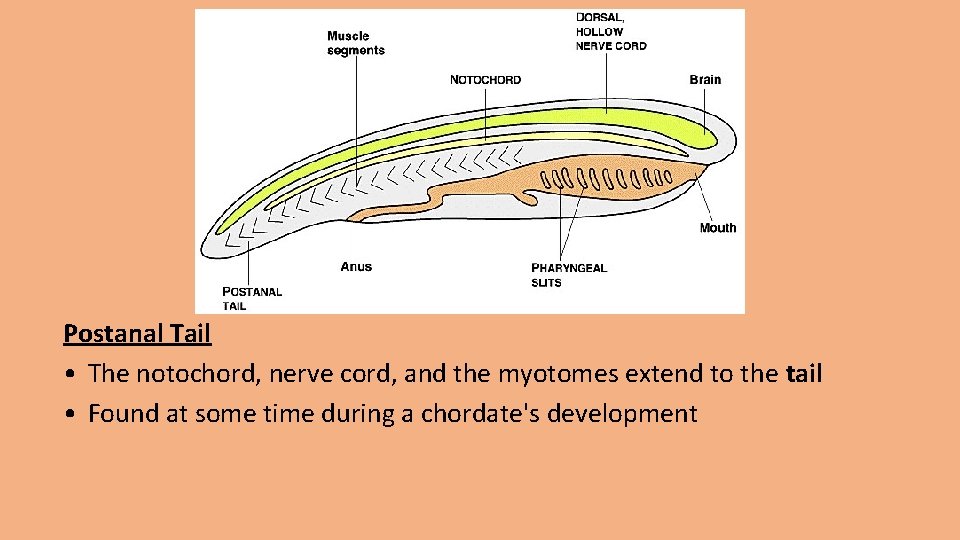 Postanal Tail • The notochord, nerve cord, and the myotomes extend to the tail