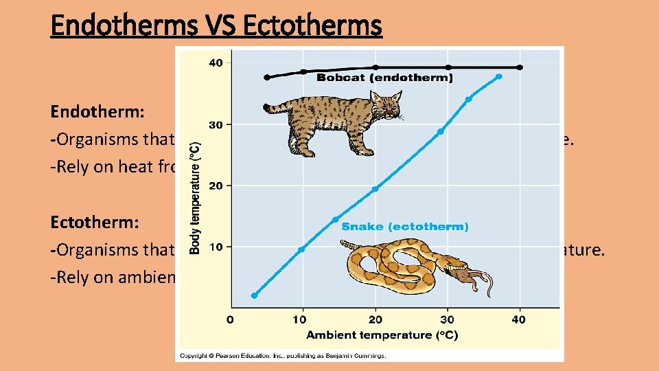 Endotherms VS Ectotherms Endotherm: -Organisms that are able to maintain a constant body temperature.