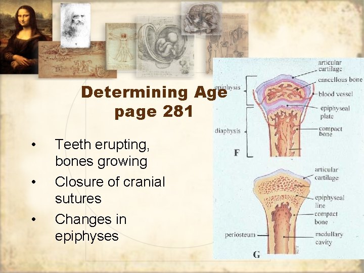 Determining Age page 281 • • • Teeth erupting, bones growing Closure of cranial