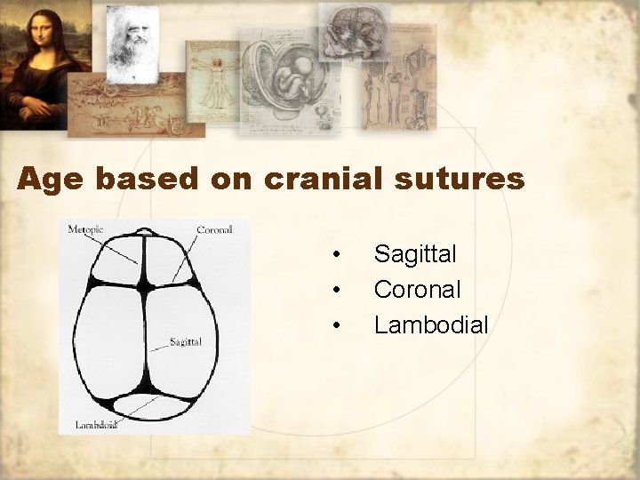 Age based on cranial sutures • • • Sagittal Coronal Lambodial 