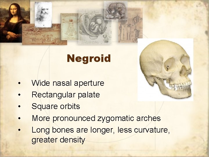 Negroid • • • Wide nasal aperture Rectangular palate Square orbits More pronounced zygomatic