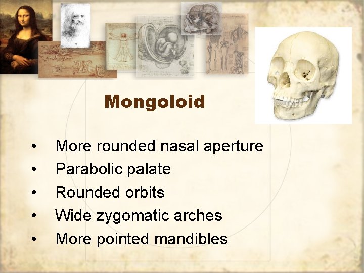Mongoloid • • • More rounded nasal aperture Parabolic palate Rounded orbits Wide zygomatic