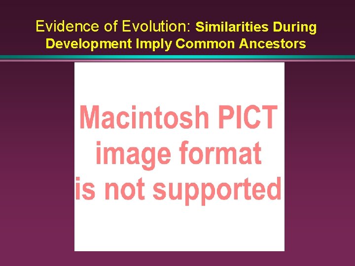 Evidence of Evolution: Similarities During Development Imply Common Ancestors 