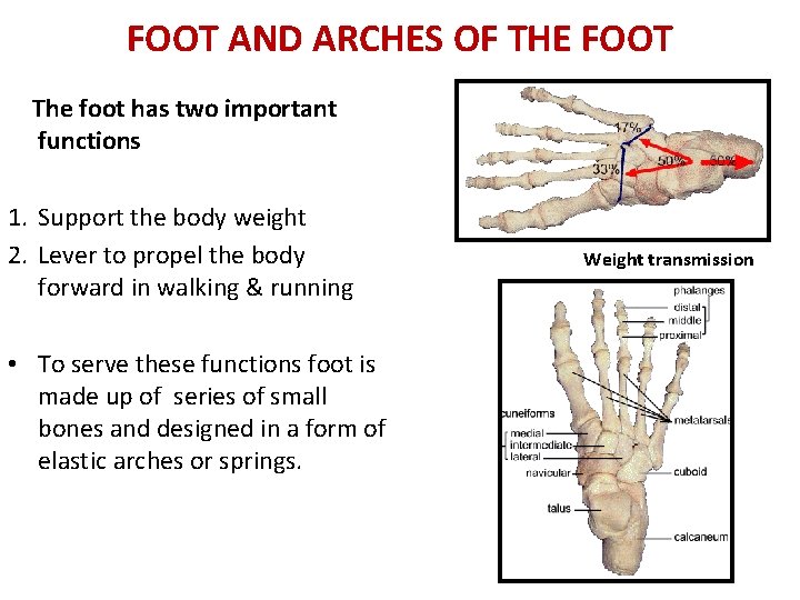 FOOT AND ARCHES OF THE FOOT The foot has two important functions 1. Support