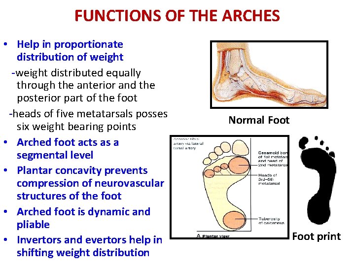 FUNCTIONS OF THE ARCHES • Help in proportionate distribution of weight -weight distributed equally