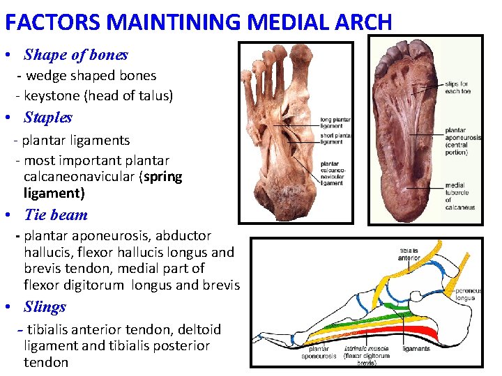 FACTORS MAINTINING MEDIAL ARCH • Shape of bones - wedge shaped bones - keystone