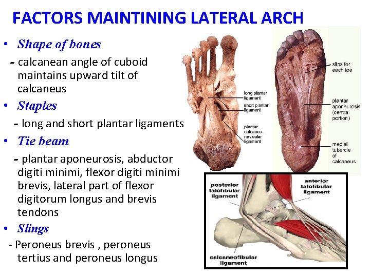 FACTORS MAINTINING LATERAL ARCH • Shape of bones - calcanean angle of cuboid maintains