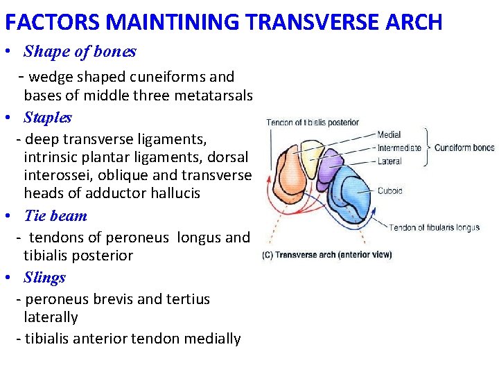 FACTORS MAINTINING TRANSVERSE ARCH • Shape of bones - wedge shaped cuneiforms and bases