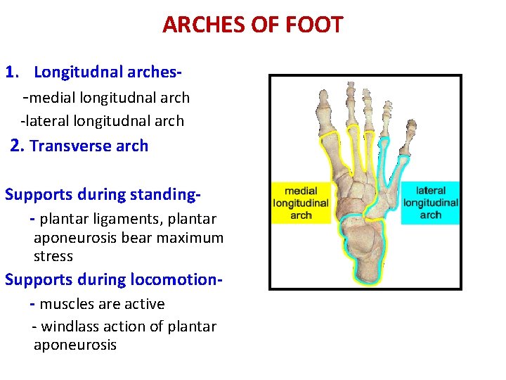 ARCHES OF FOOT 1. Longitudnal arches- -medial longitudnal arch -lateral longitudnal arch 2. Transverse