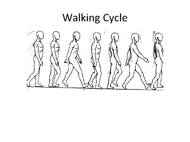 Walking Cycle 