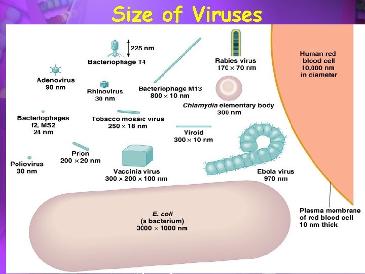 Size of Viruses copyright cmassengale 11 