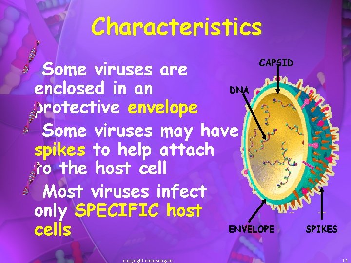 Characteristics Some viruses are DNA enclosed in an protective envelope Some viruses may have