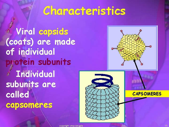 Characteristics Viral capsids (coats) are made of individual protein subunits Individual subunits are called