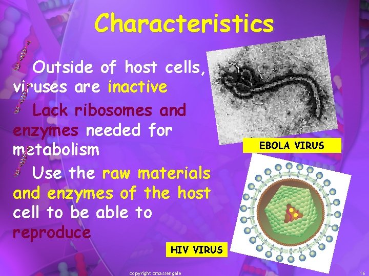 Characteristics Outside of host cells, viruses are inactive Lack ribosomes and enzymes needed for