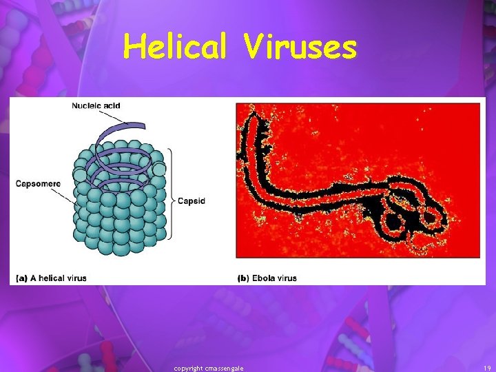 Helical Viruses copyright cmassengale 19 