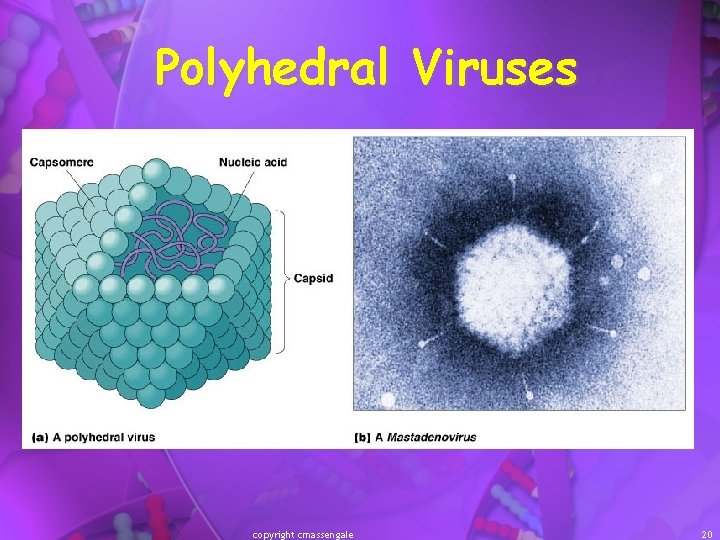 Polyhedral Viruses copyright cmassengale 20 