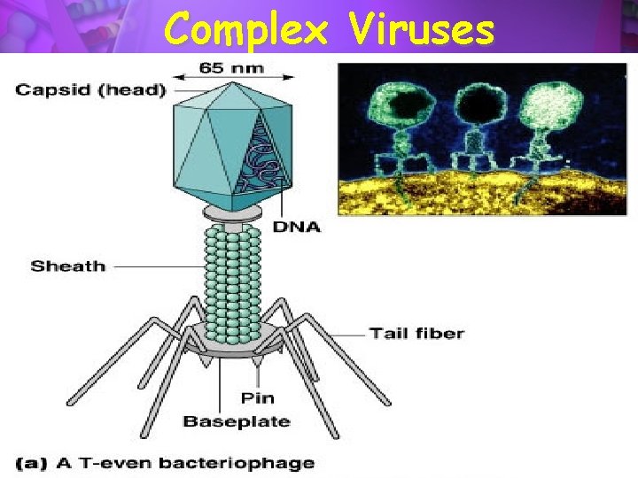 Complex Viruses copyright cmassengale 21 