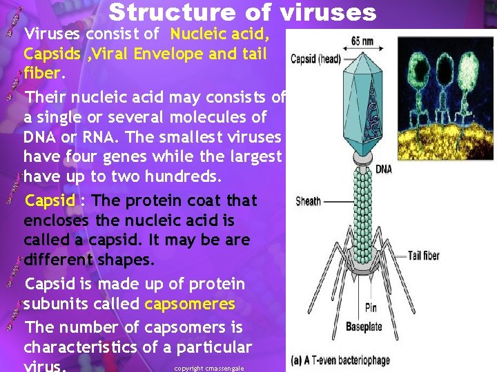 Structure of viruses Viruses consist of Nucleic acid, Capsids , Viral Envelope and tail