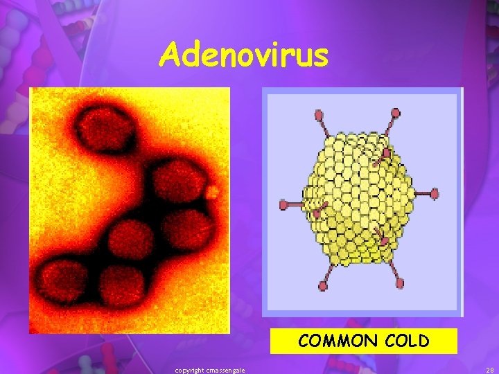 Adenovirus COMMON COLD copyright cmassengale 28 