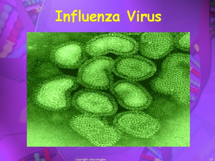 Influenza Virus copyright cmassengale 29 