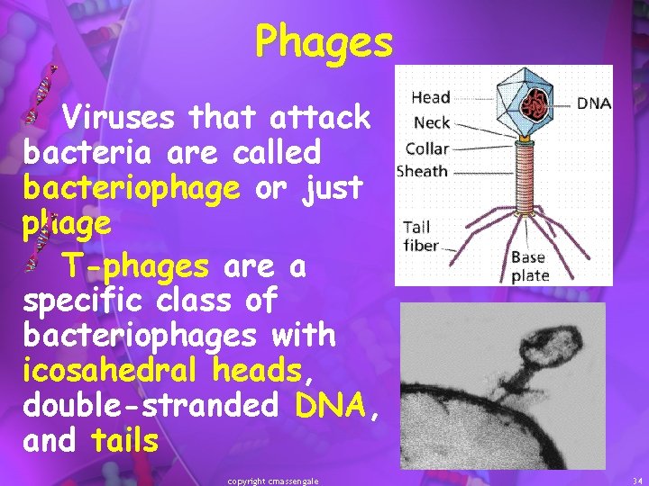 Phages Viruses that attack bacteria are called bacteriophage or just phage T-phages are a