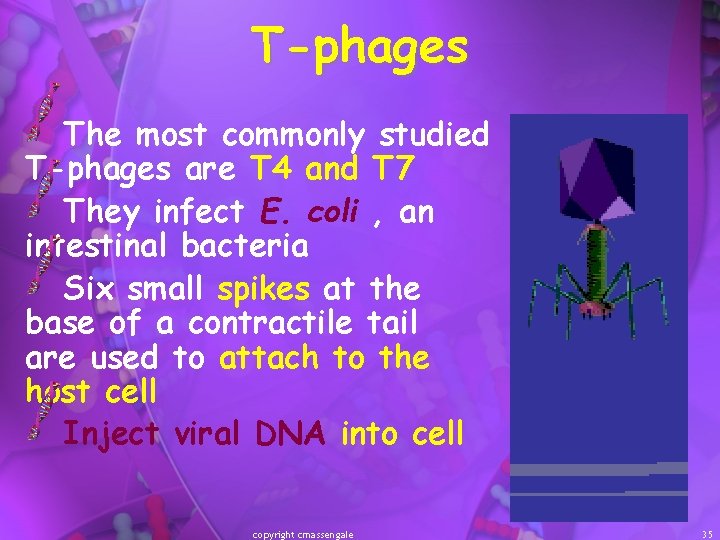 T-phages The most commonly studied T-phages are T 4 and T 7 They infect