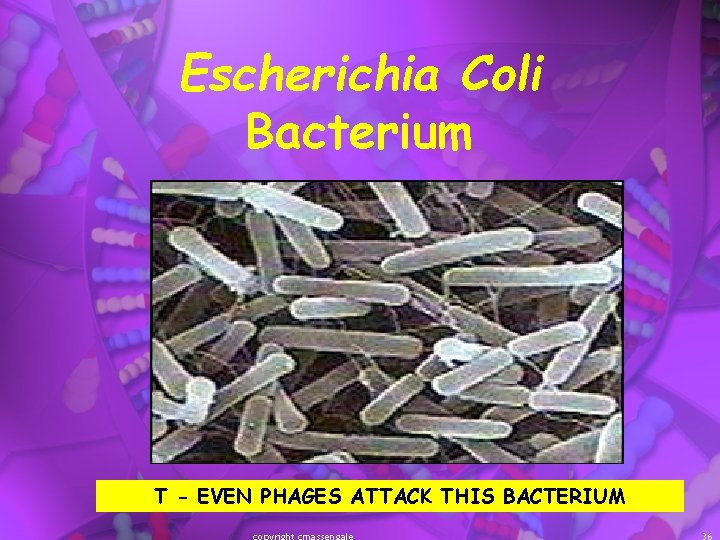 Escherichia Coli Bacterium T - EVEN PHAGES ATTACK THIS BACTERIUM 