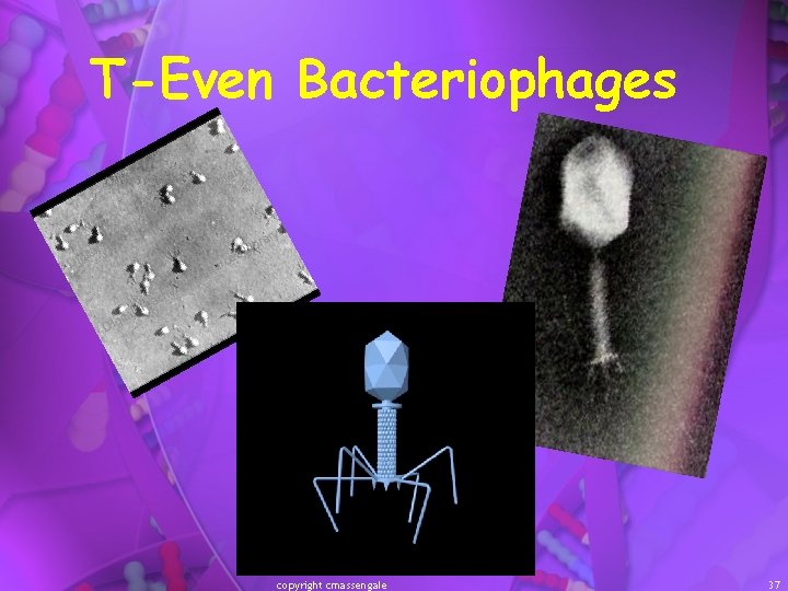 T-Even Bacteriophages copyright cmassengale 37 
