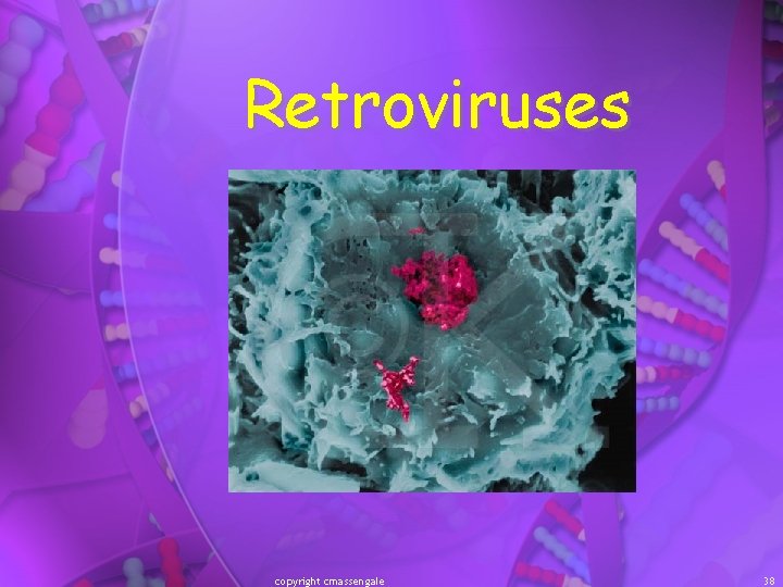 Retroviruses copyright cmassengale 38 