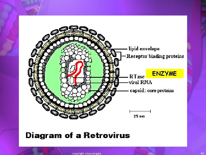 ENZYME copyright cmassengale 40 